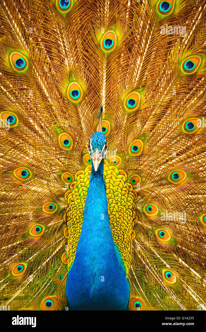 Peacock with open wings Stock Photo - Alamy