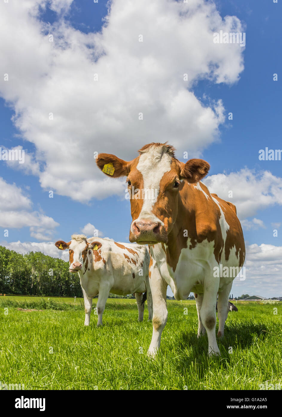 Green grass with cows hi-res stock photography and images - Alamy