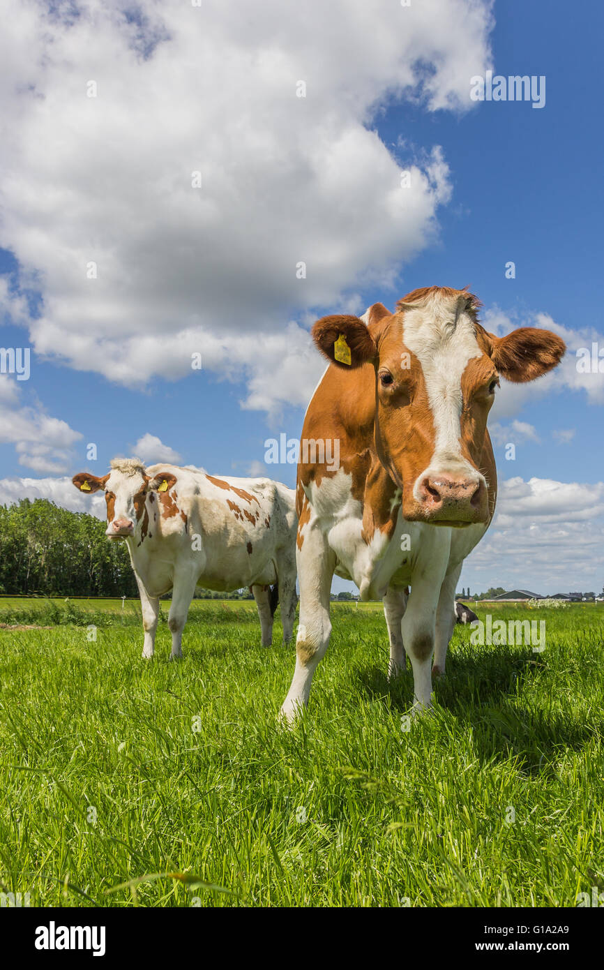 Curious cows in a green grass field Stock Photo
