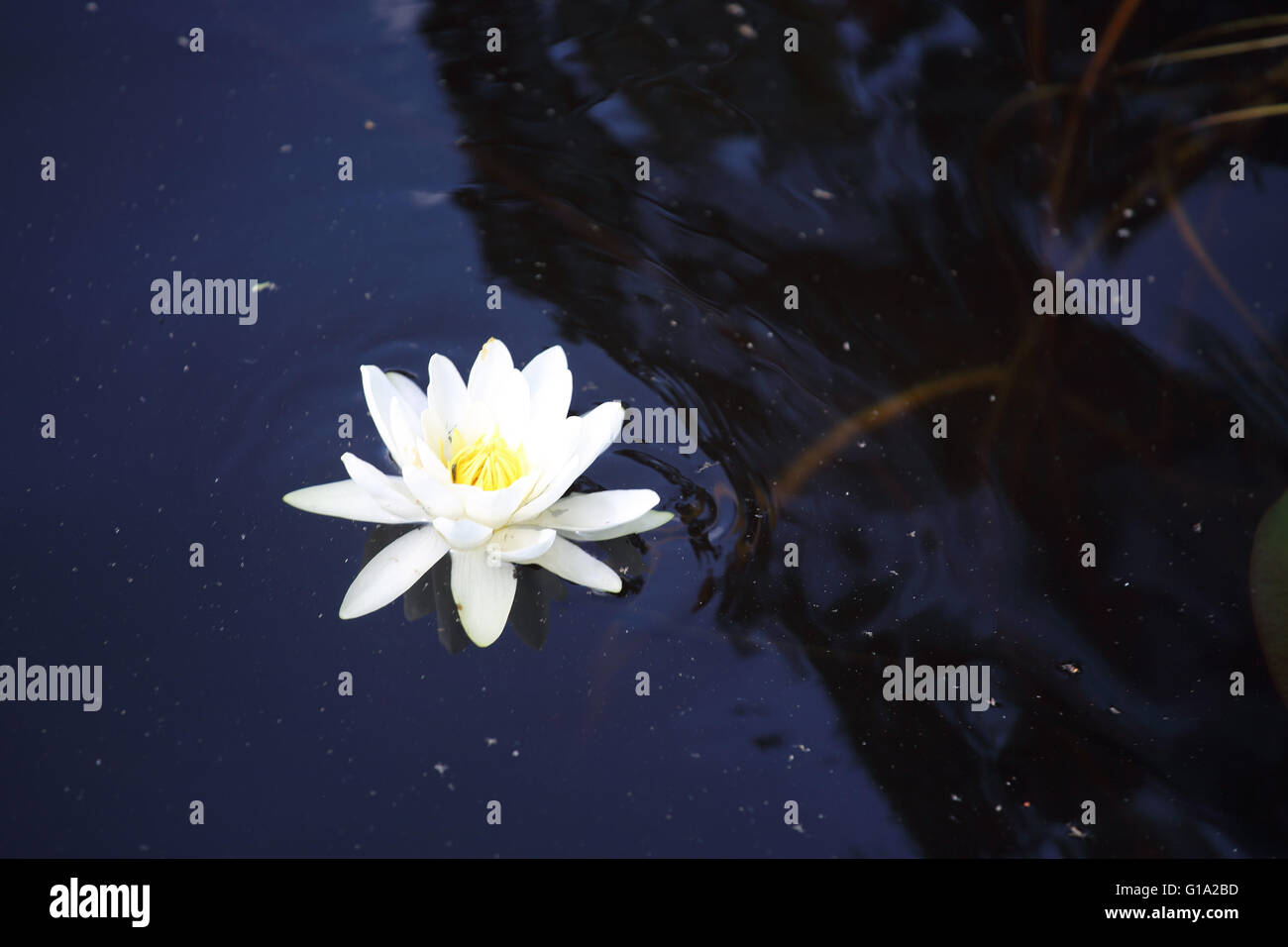White water lily floating on a wavy water of lake Stock Photo - Alamy