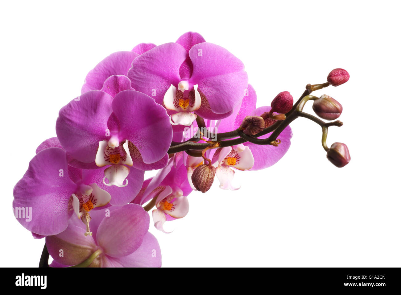 Pink streaked orchid flower isolated on white background Stock Photo ...