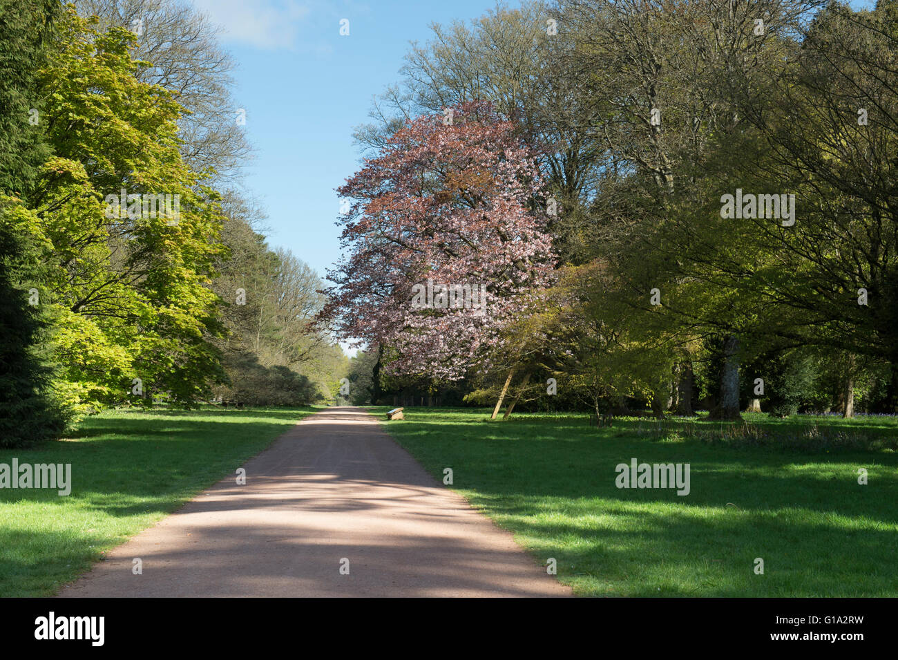 Prunus Sargentii. Sargents cherry tree in blossom on the edge of a ride at Westonbirt Arboretum. Gloucestershire, England Stock Photo