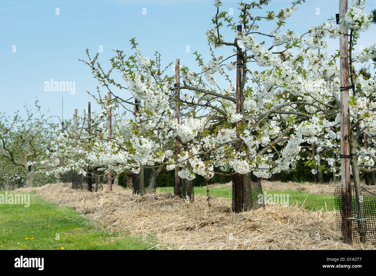 Prunus avium. Sweet cherry regina tree in blossom in an orchard at RHS