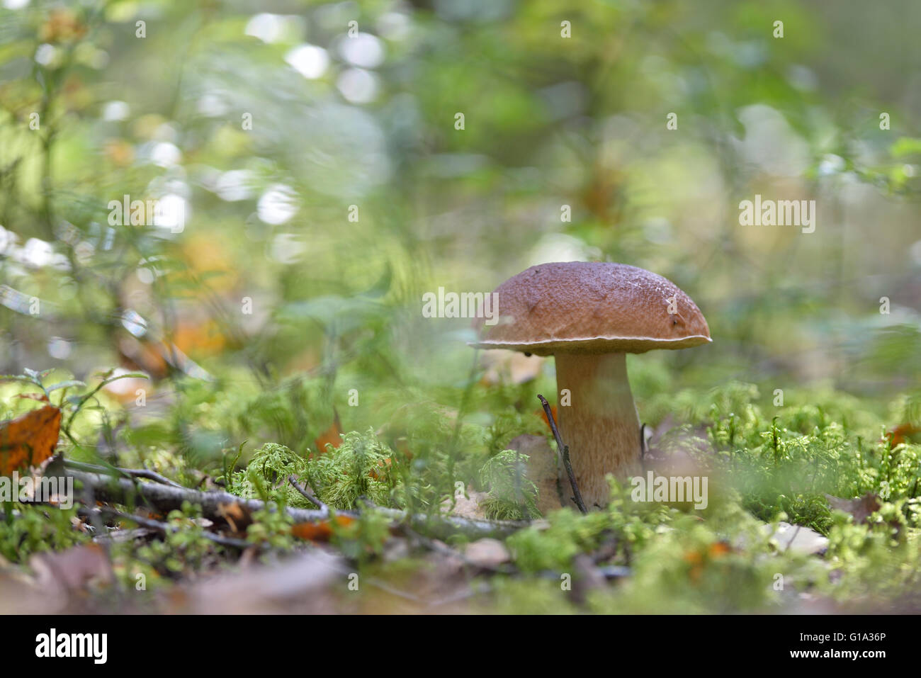 Cep growing in the forest Stock Photo