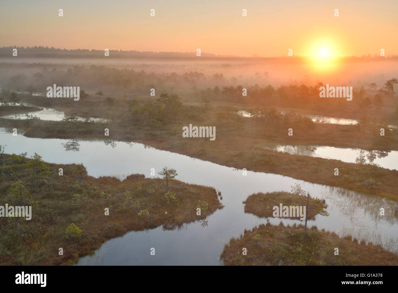 Sunrise at the misty swamp Stock Photo