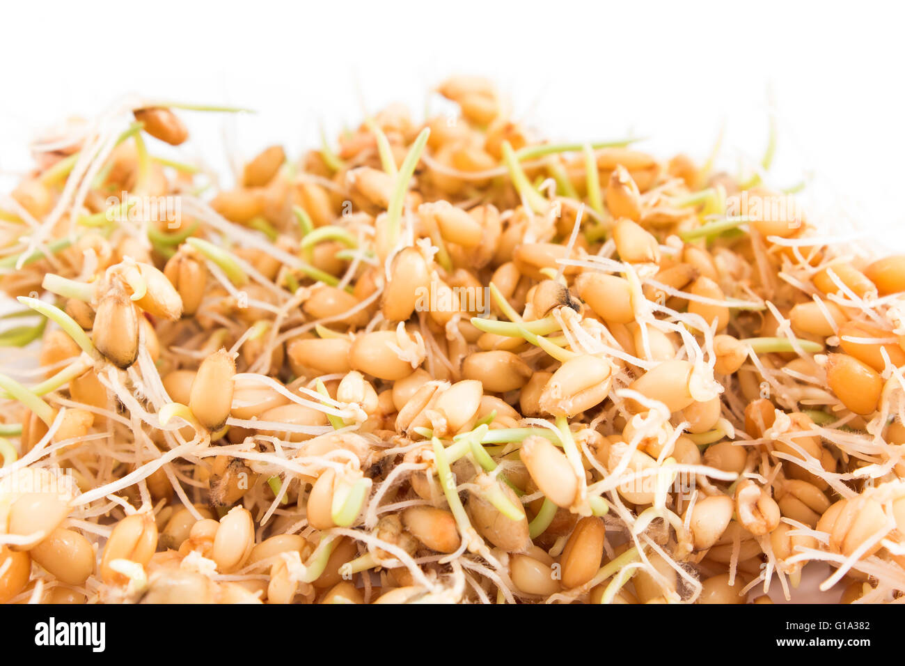 Sprouted wheat on a white background. Stock Photo