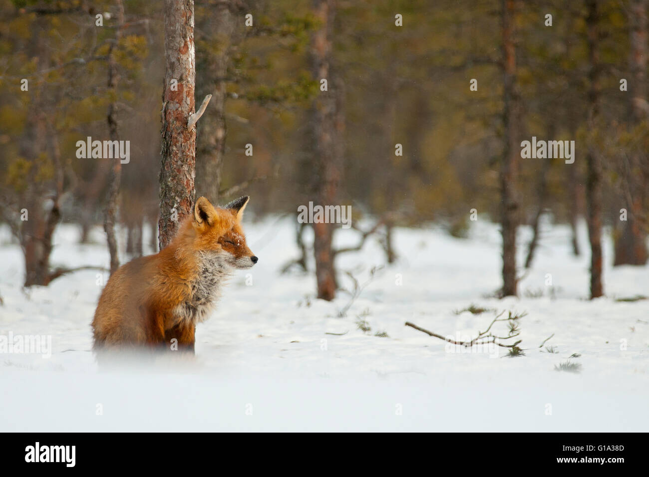 Red Fox in the woods Stock Photo Alamy