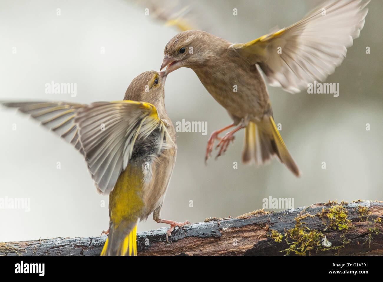 Two greenfinches fighting for a food Stock Photo