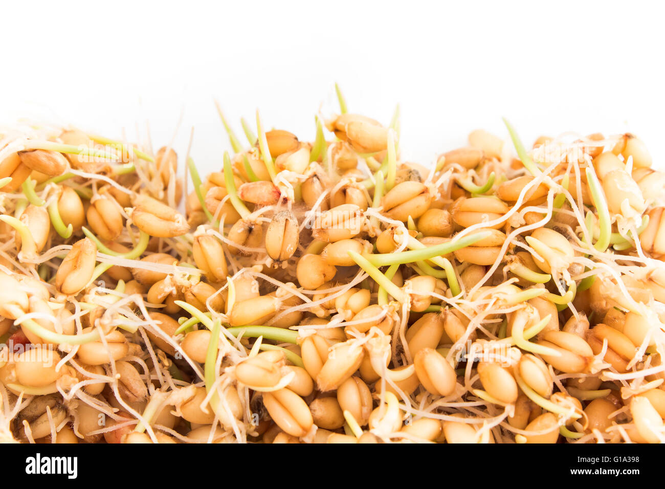 Sprouted wheat on a white background. Stock Photo