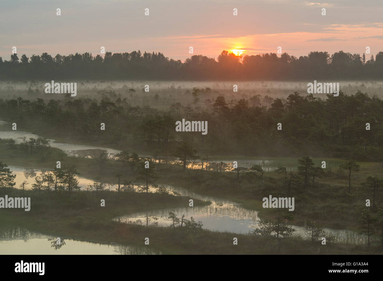 Sunrise at the misty bog in Endla Nature Reserve, Estonia Stock Photo