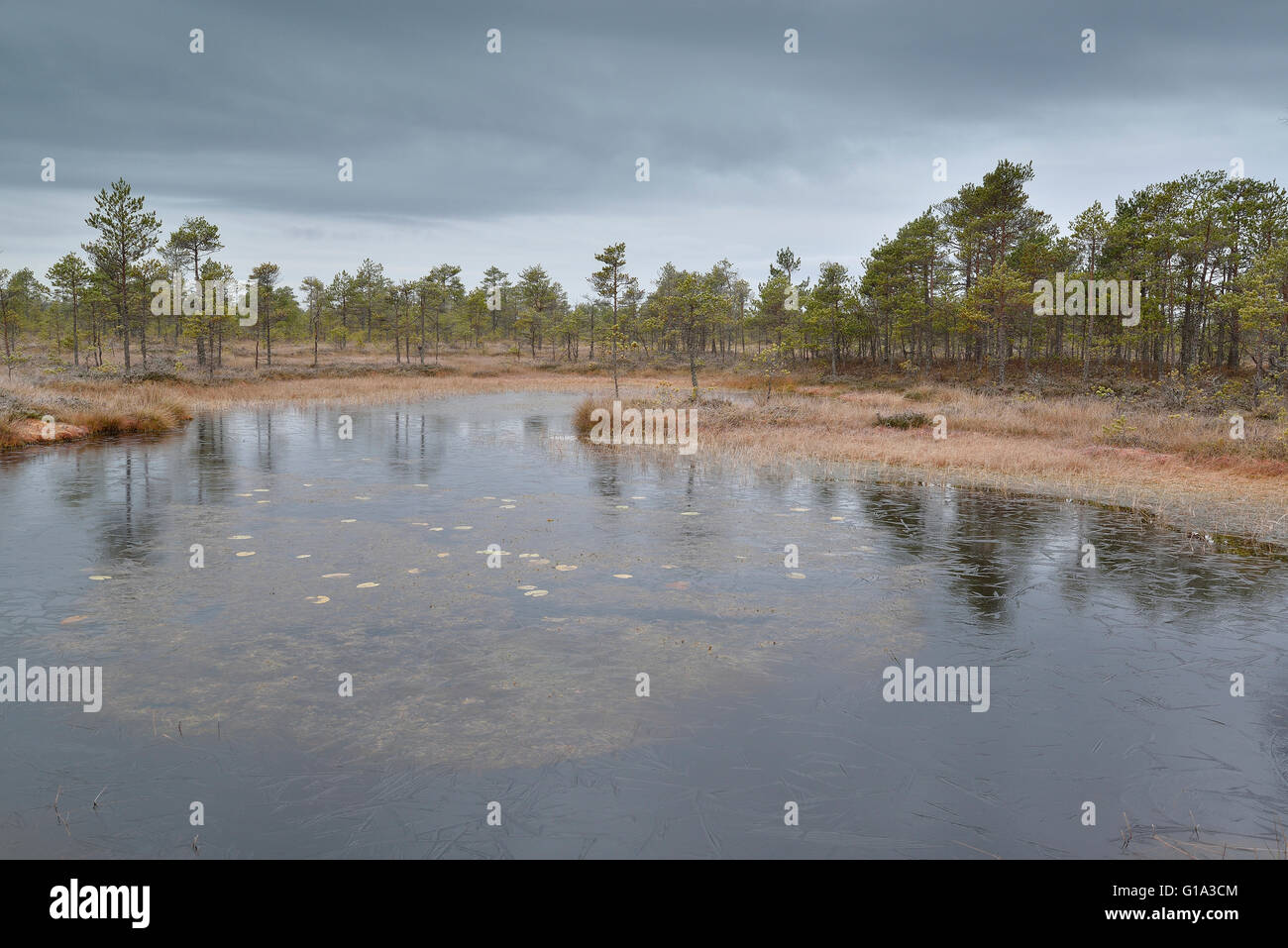 Bog pool in Alam-Pedja Nature Reserve, Estonia Stock Photo