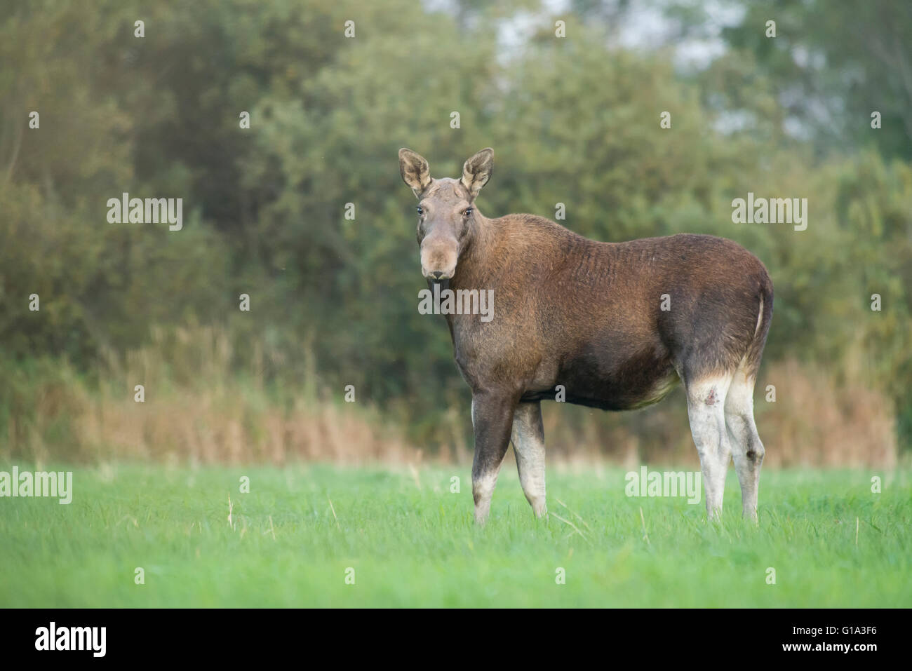A moose cow on the meadow Stock Photo