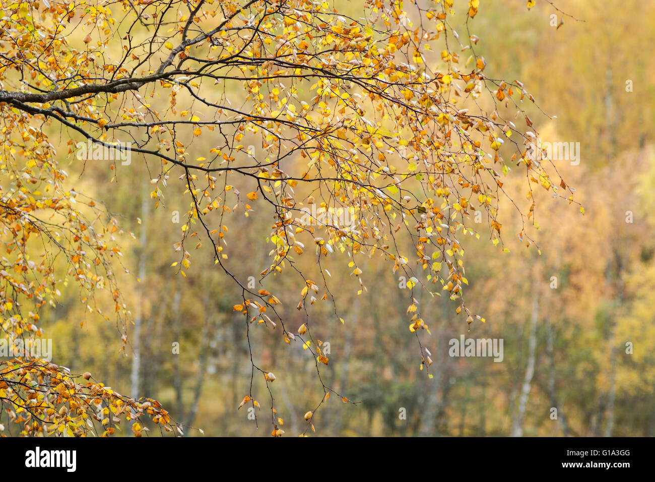 Silver birch leaves, Latin name Betula pendula, showing autumn colours Stock Photo