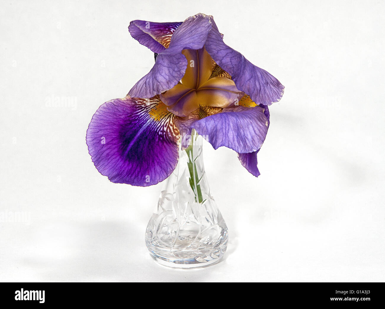 Iris 'Lent A Williamson' (Iridaceae) in a cut glass vase against a white background Stock Photo
