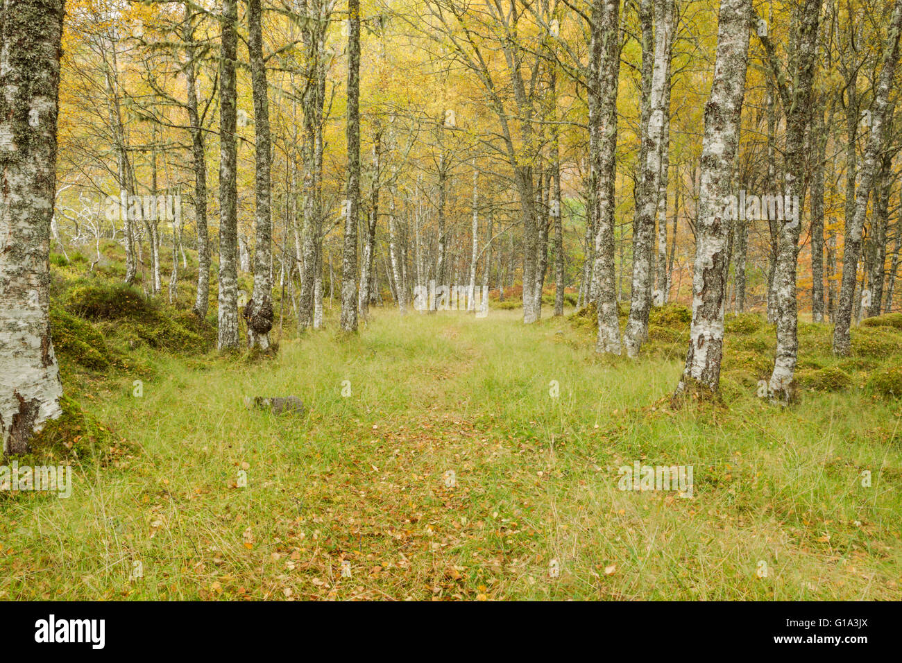 leaf covered path through birch woodland showing autumn colours against white bark Stock Photo