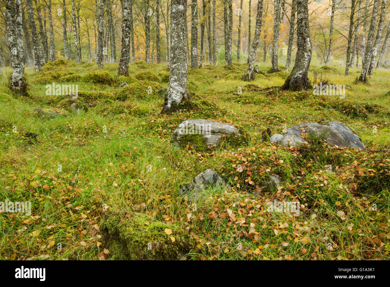 Leaves lying on grass and moss in a birch woodland during autumn Stock Photo