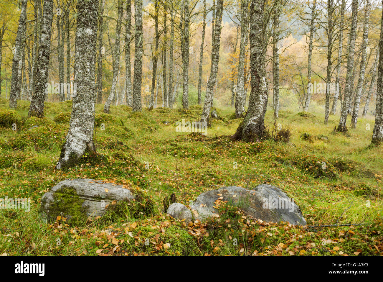 Leaves lying on grass and moss in a birch woodland during autumn Stock Photo