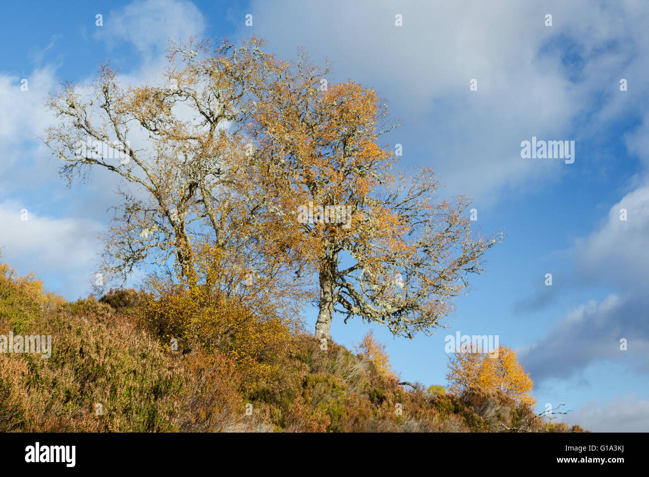 Silver birch trees, Latin name Betula pendula, against a blue and white sky showing bold autumn colours in Glen Affric Stock Photo