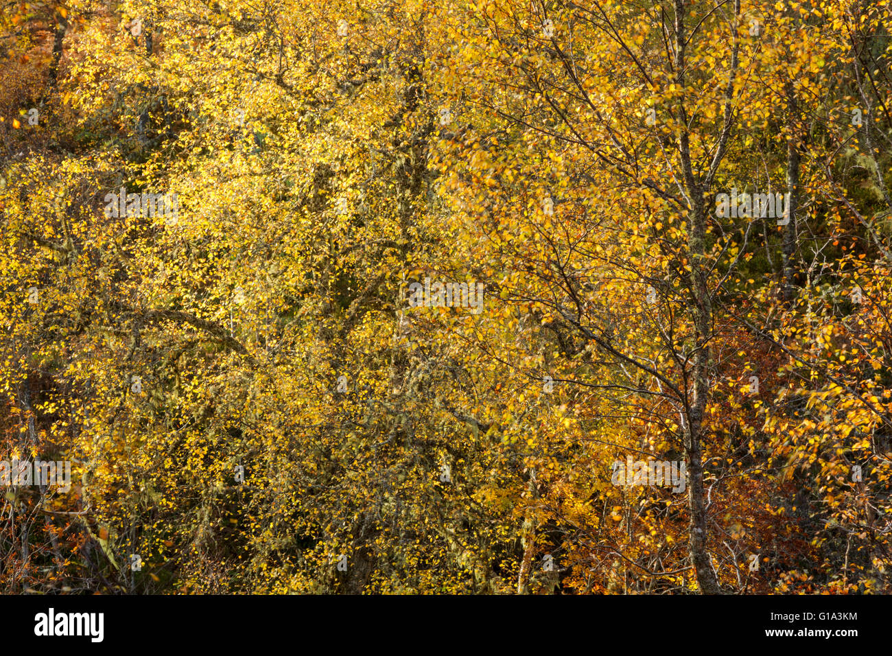 Backlit silver birch trees, Latin name Betula pendula, showing bold autumn colours in Glen Affric Stock Photo