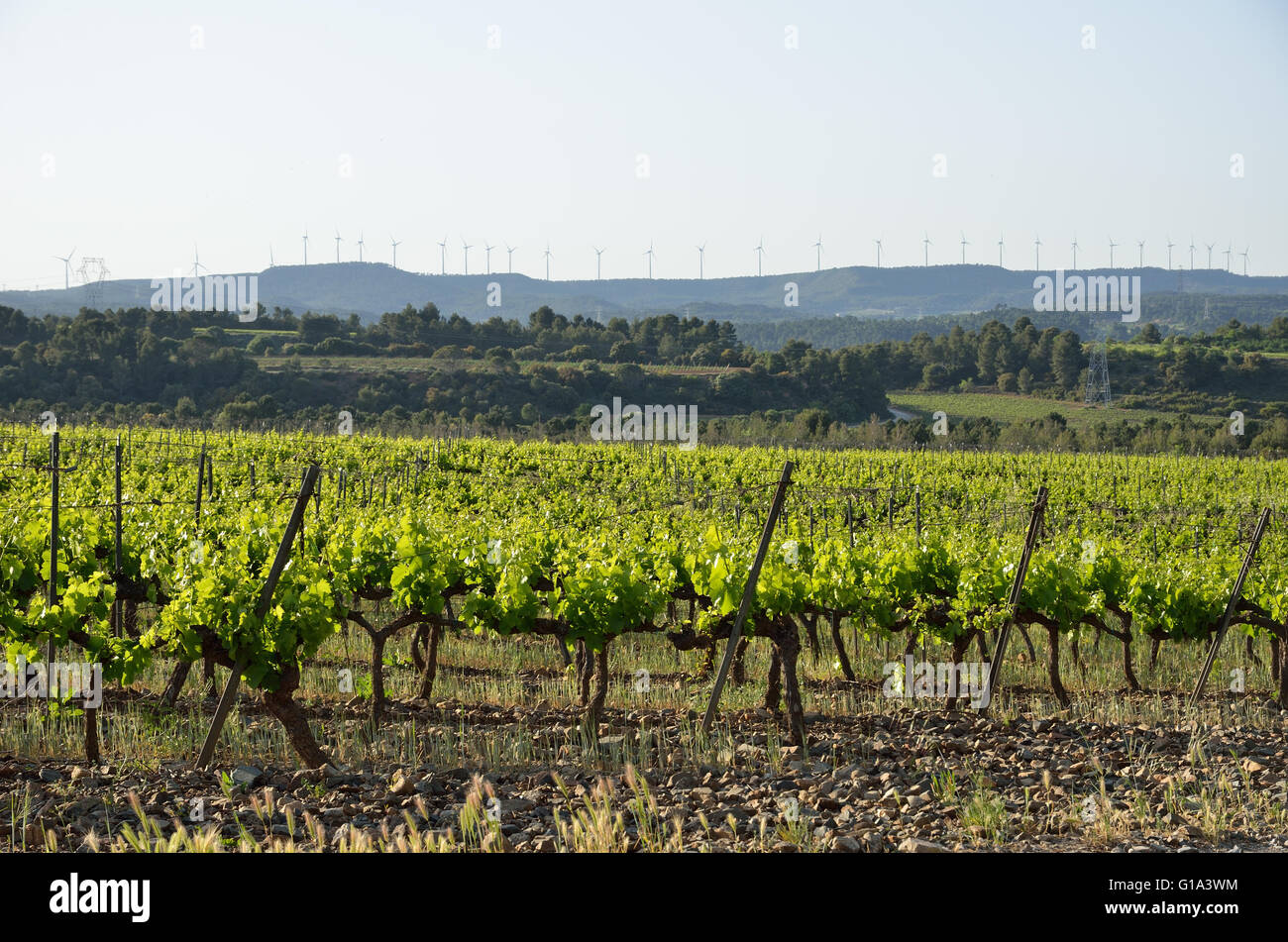Spanish rural landscape with a grapevine plantation Stock Photo Alamy