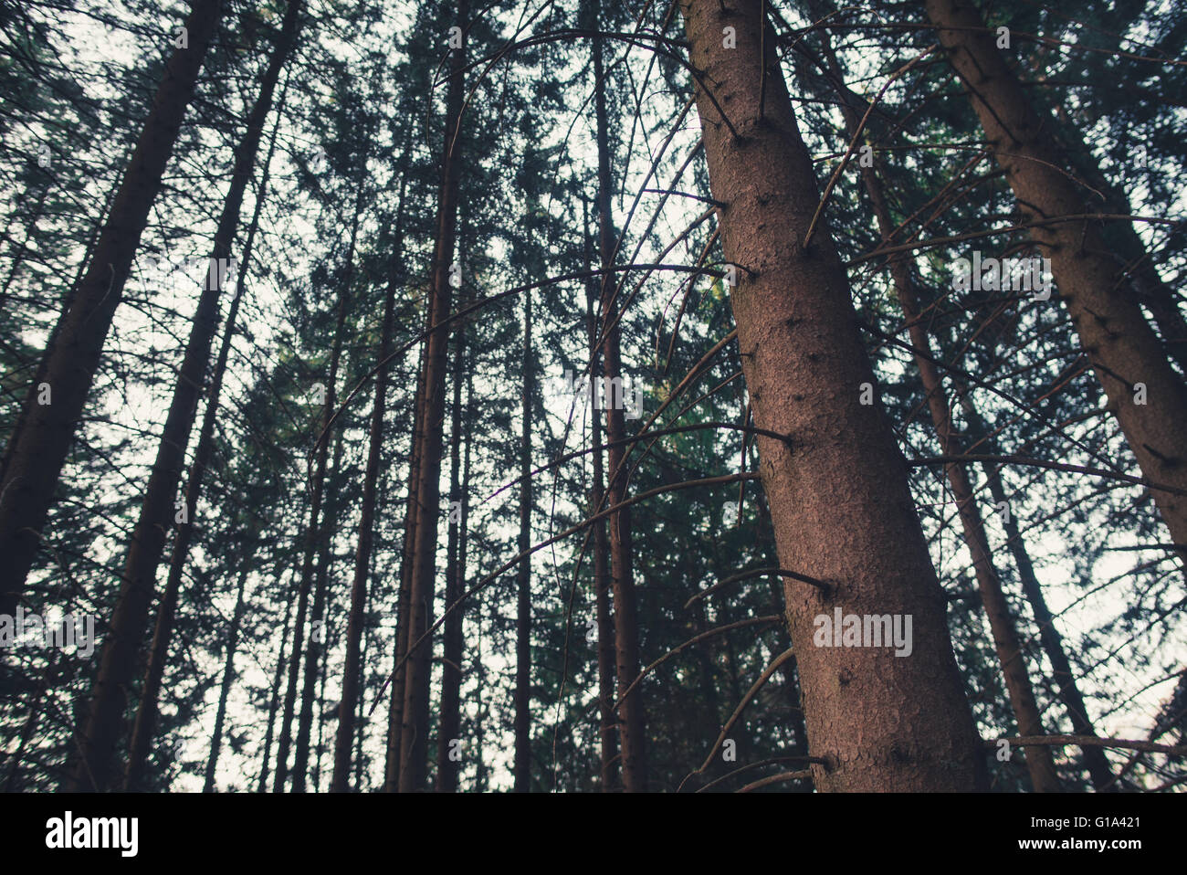 Pine trees in the forest Stock Photo - Alamy