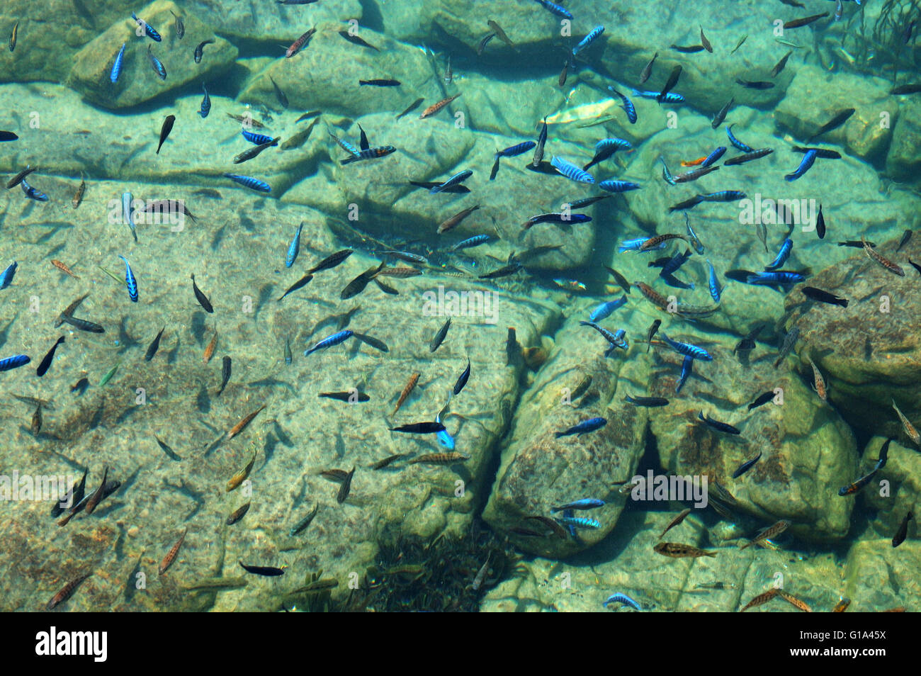 Numerous fish (Cichlids) in the clear crystal water of Lake Malawi National Park Stock Photo