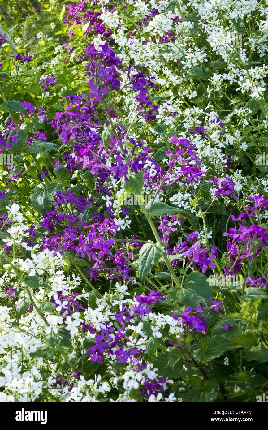 Wild flowers in hedgerow hires stock photography and images Alamy