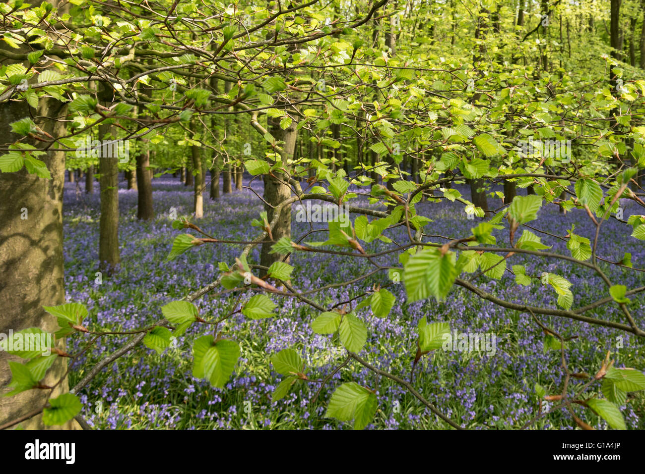 Native English bluebell spring flowers in beech woods, England, UK. Stock Photo