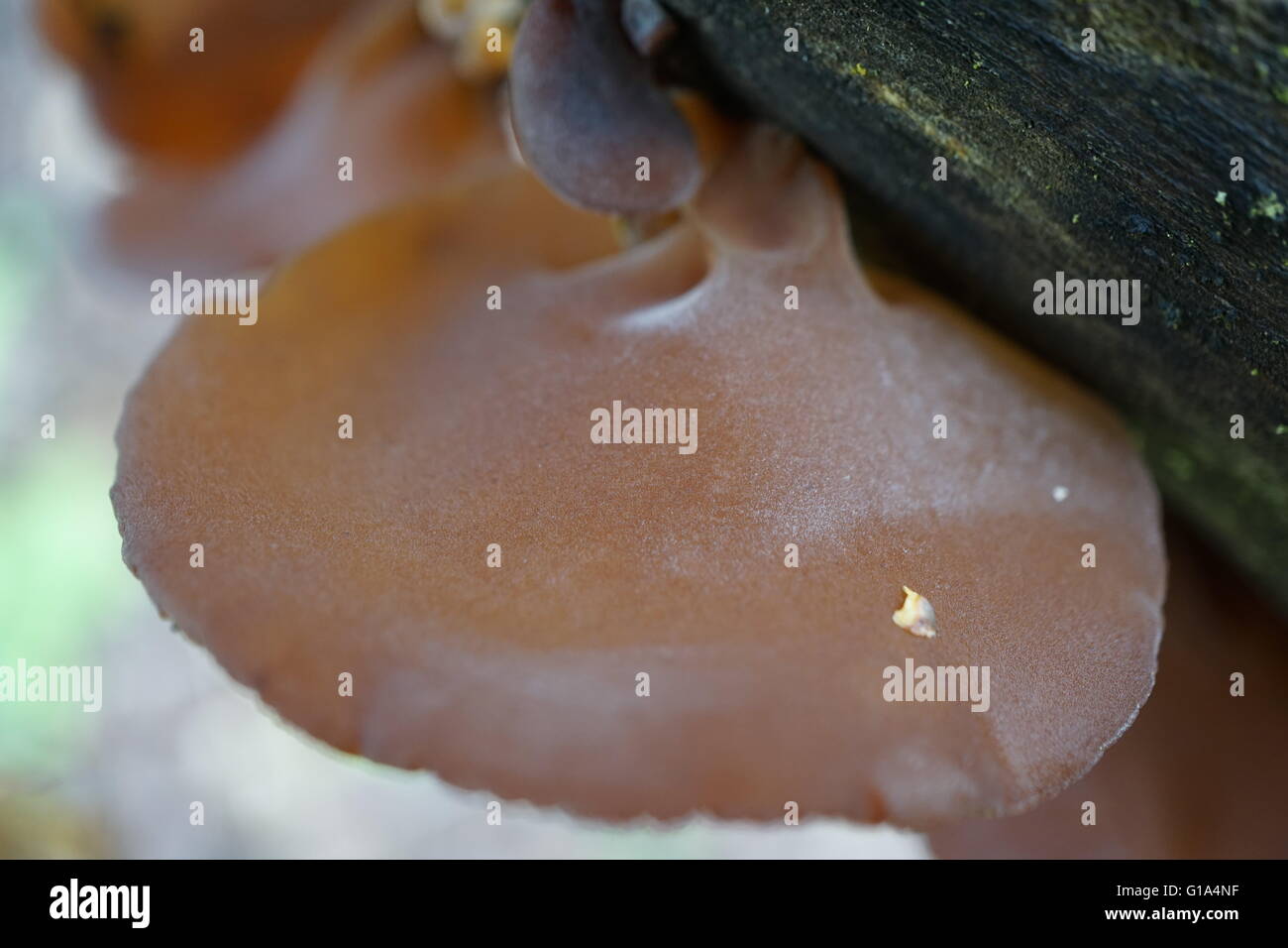 Macro shot of auricularia auricula-judae. Also known by the names, Wood Ear, Jelly Ear, and Jew's Ear Mushroom. Stock Photo