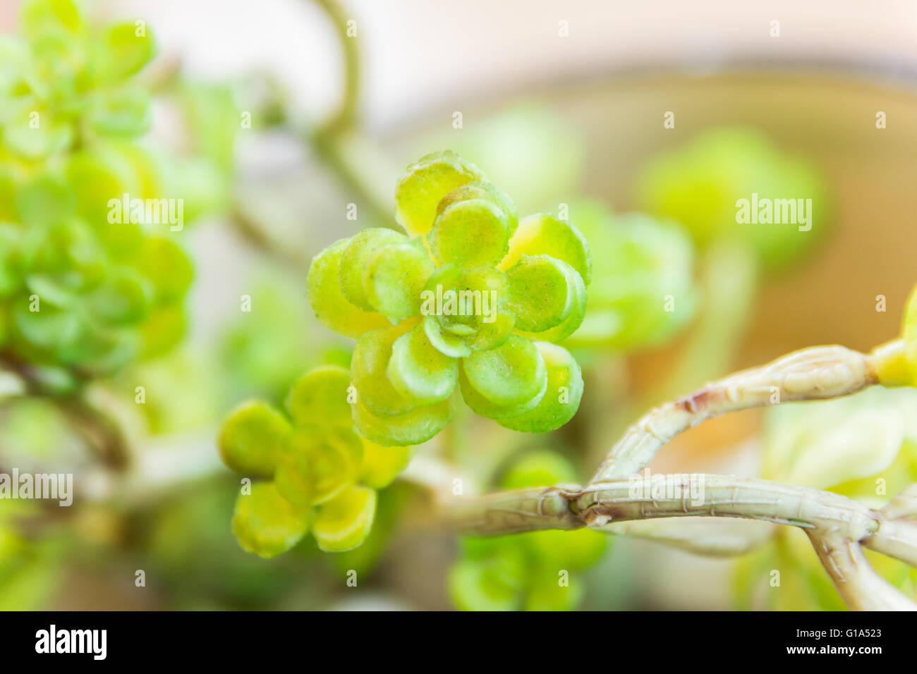 Little plant on the wood in the pot by selective focus Stock Photo