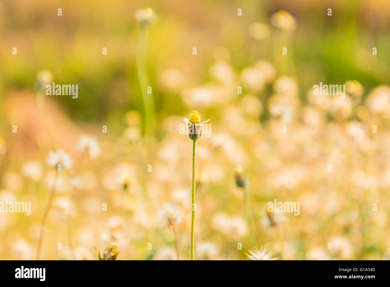 summer meadow with wild flowers Stock Photo - Alamy