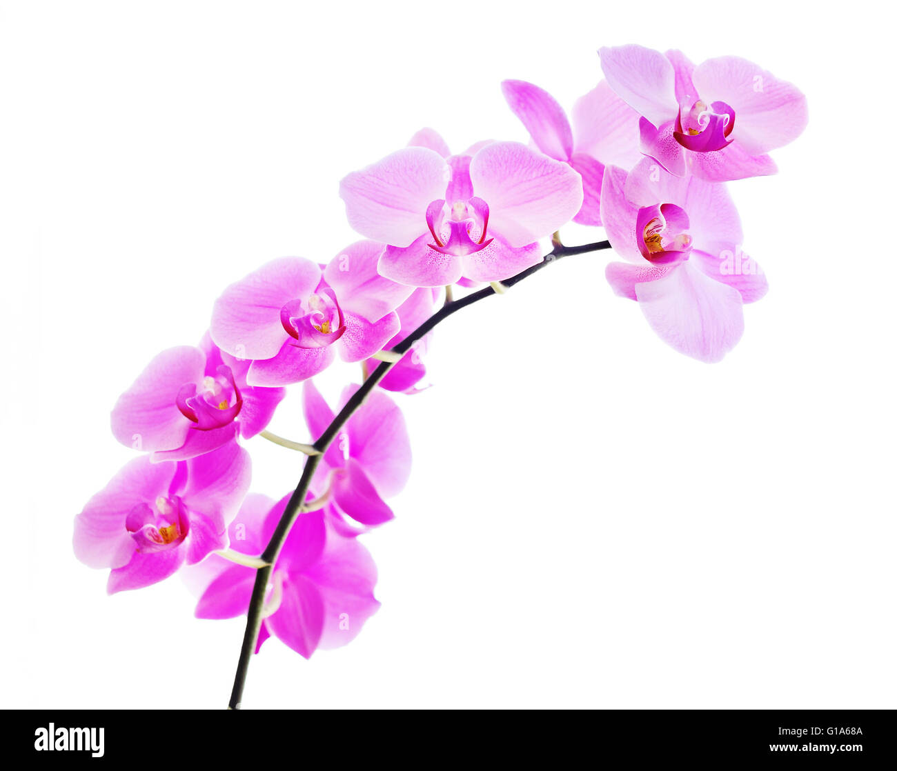 Pink orchid isolated on a white background Stock Photo - Alamy