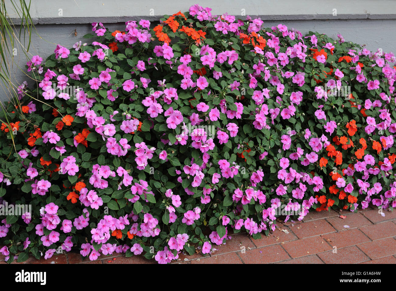 Mixed colours of Impatiens walleriana in full bloom Stock Photo