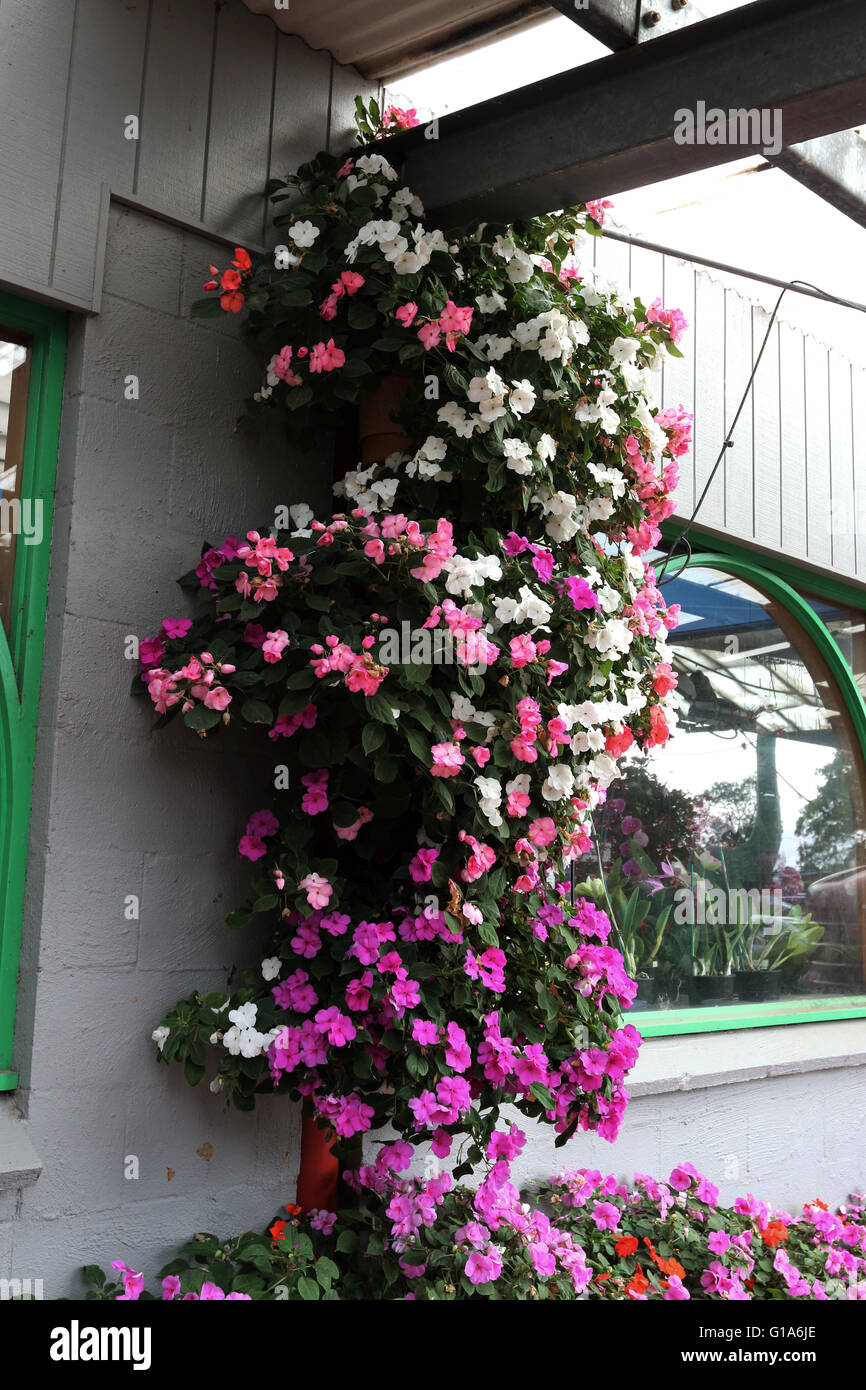 Mixed colours of Impatiens walleriana in full bloom Stock Photo