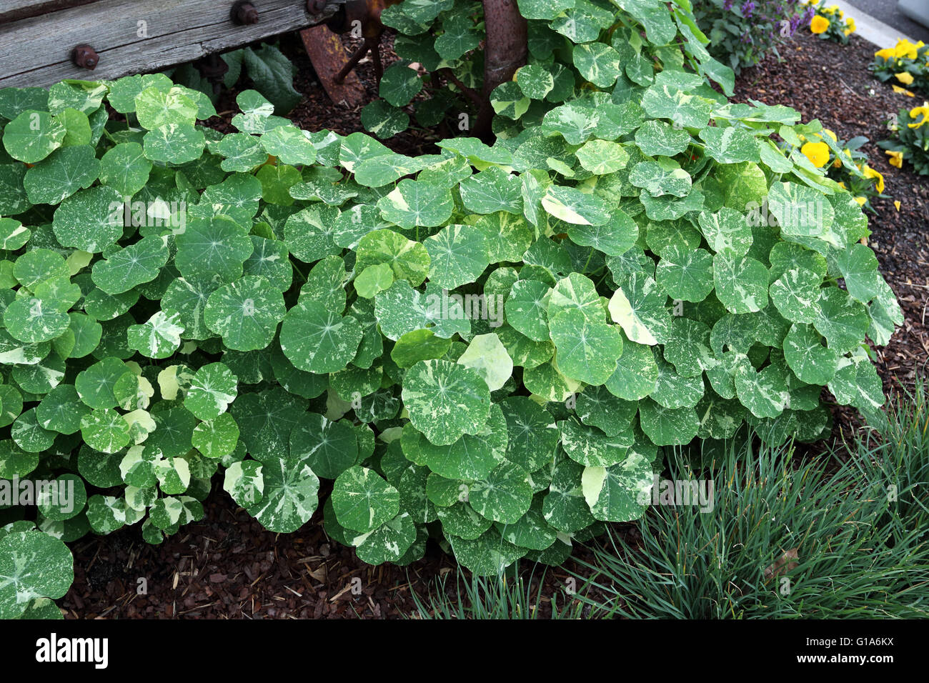 Nasturtium  plants growing on the ground, also known as Tropaeolum majus Stock Photo