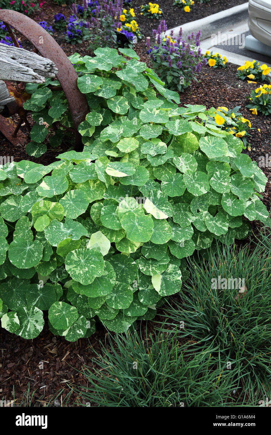 Nasturtium  plants growing on the ground, also known as Tropaeolum majus Stock Photo