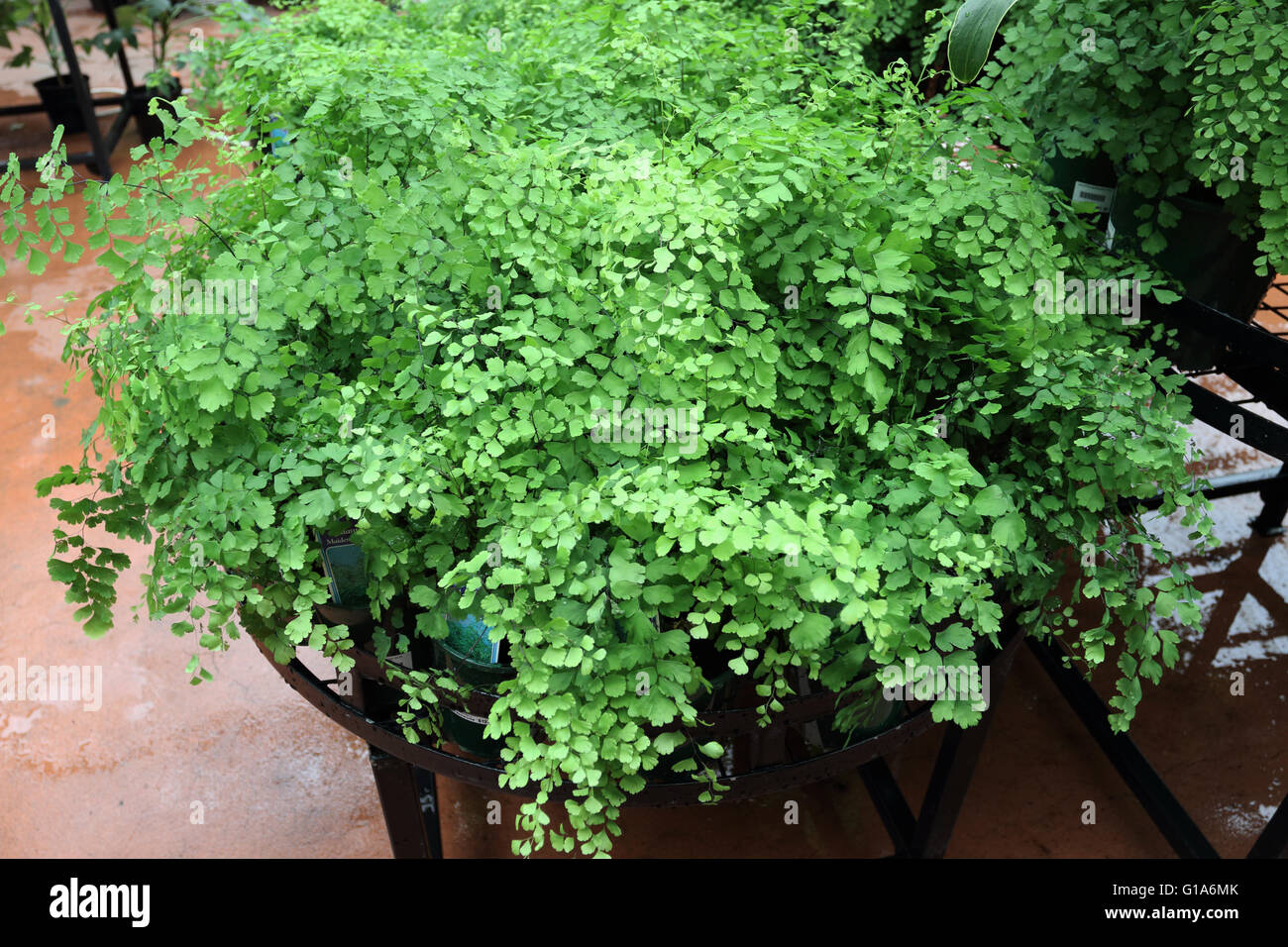 Maidenhair Fern or known as Adiantum raddianum Stock Photo