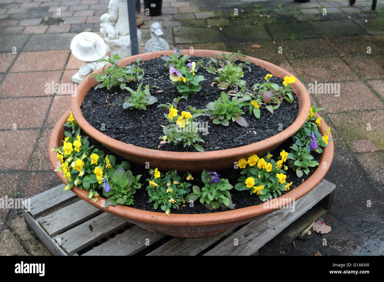 Growing garden pansy flowers in two tier pots Stock Photo