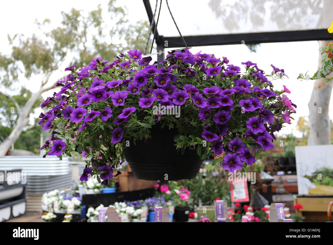 Deep purple Petunia flowers in full bloom growing in hanging basket Stock Photo