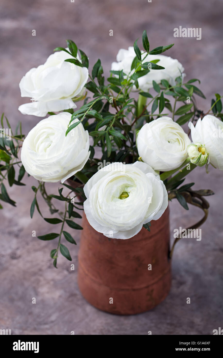 White ranunculus flowers Brown background Stock Photo - Alamy