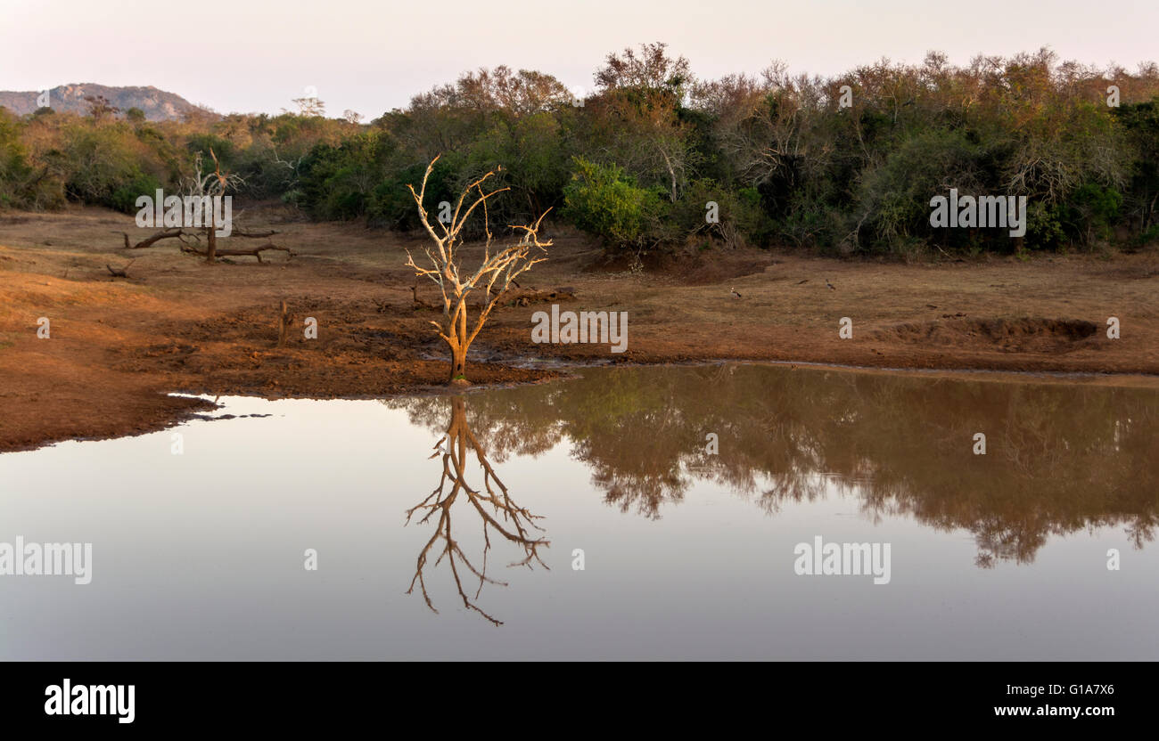 Waterhole, KwaZulu Natal, South Africa Stock Photo - Alamy