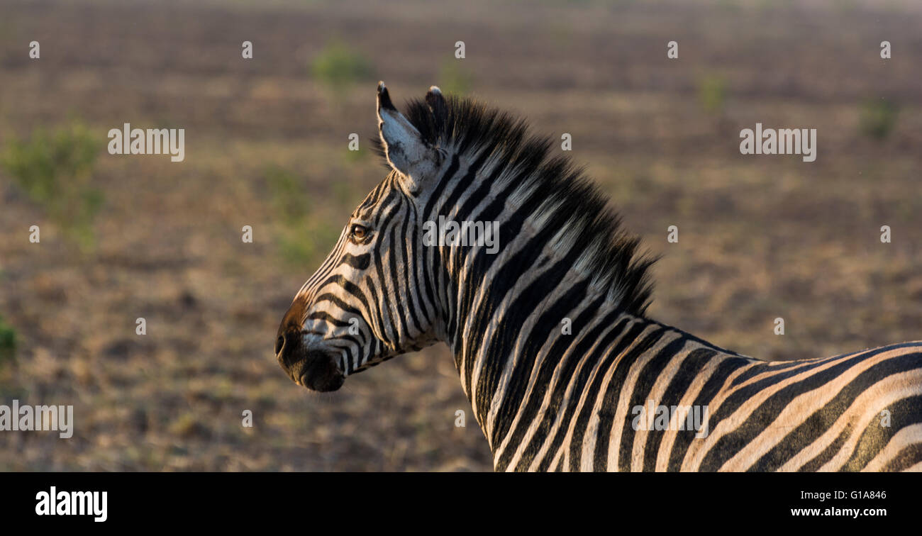 Plains Zebra, KwaZulu Natal, South Africa Stock Photo