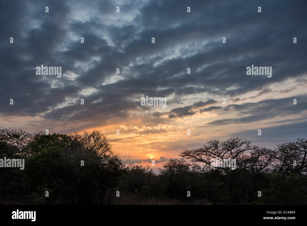 African sunset, KwaZulu Natal, South Africa Stock Photo - Alamy