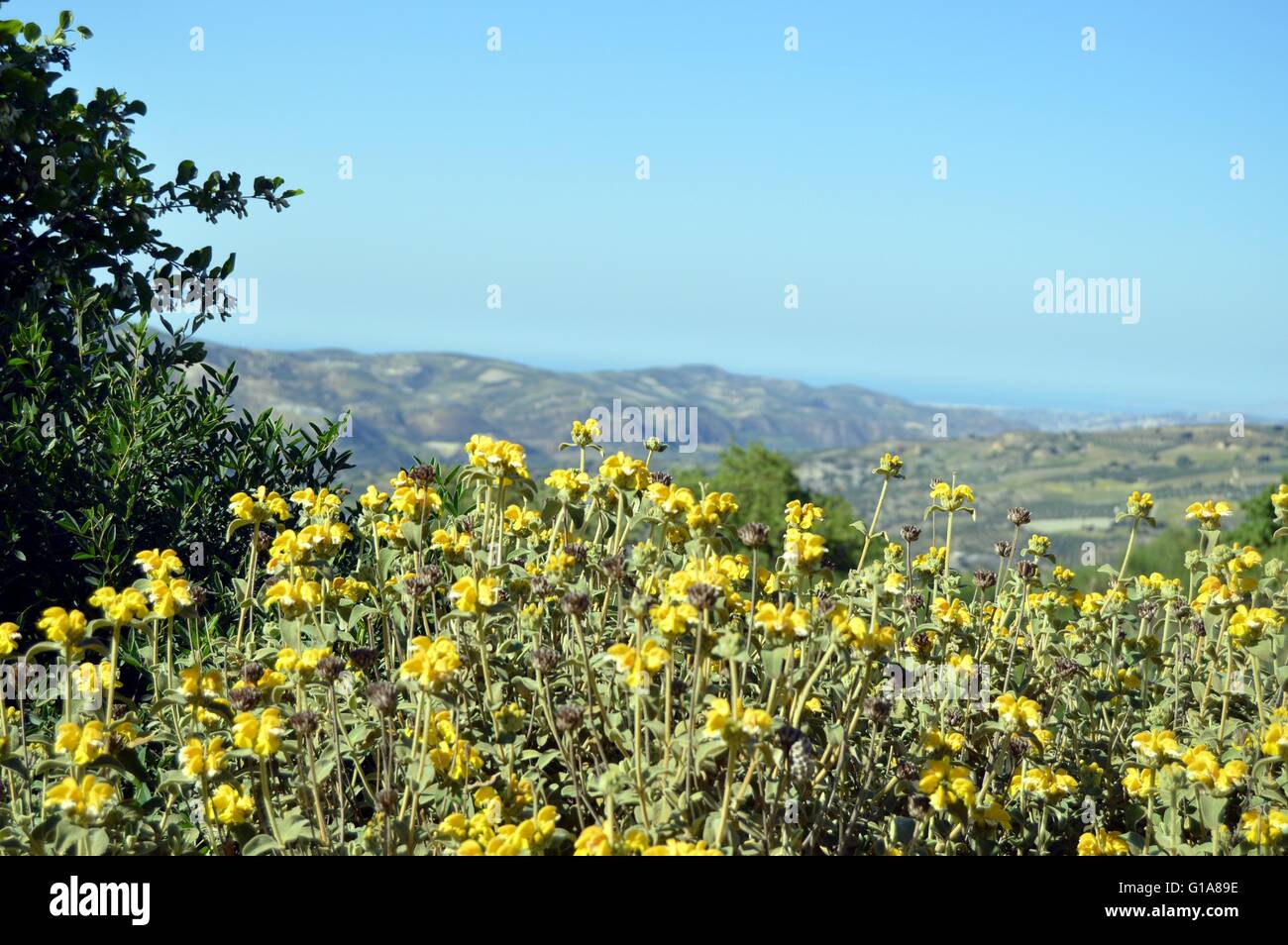 Beautiful summer garden colour hi-res stock photography and images - Alamy