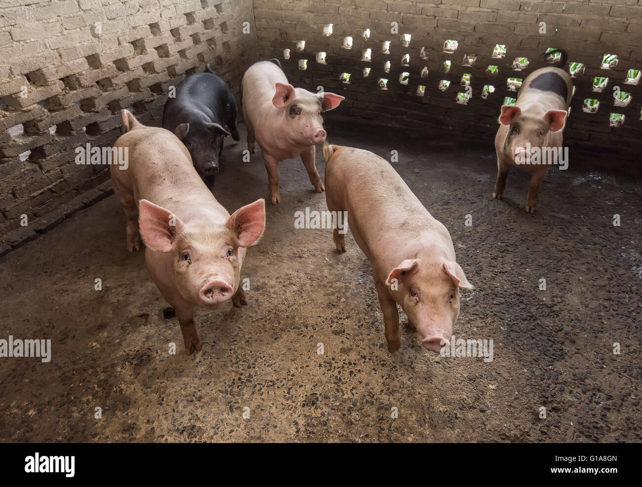 piglets at farm Stock Photo