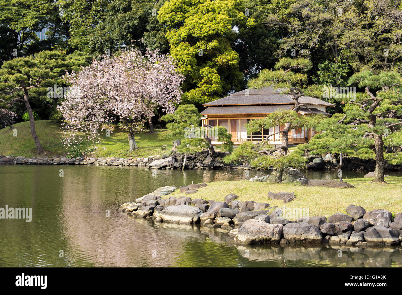 Hama Rikyu Garden In Tokyo With Cherry Blossom Stock Photo Alamy Hama Rikyu Garden In Tokyo With Cherry Blossom Stock Photo Alamy