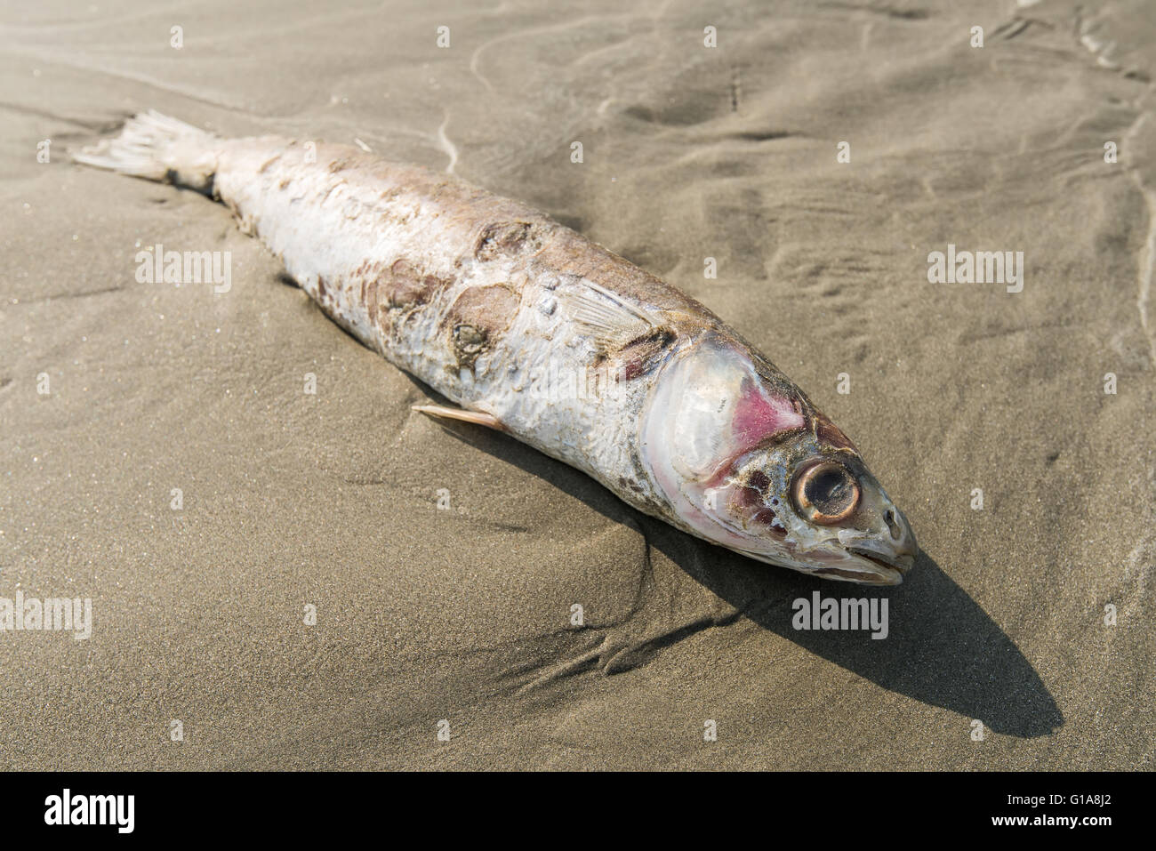 Dead fish on beach hi-res stock photography and images - Alamy