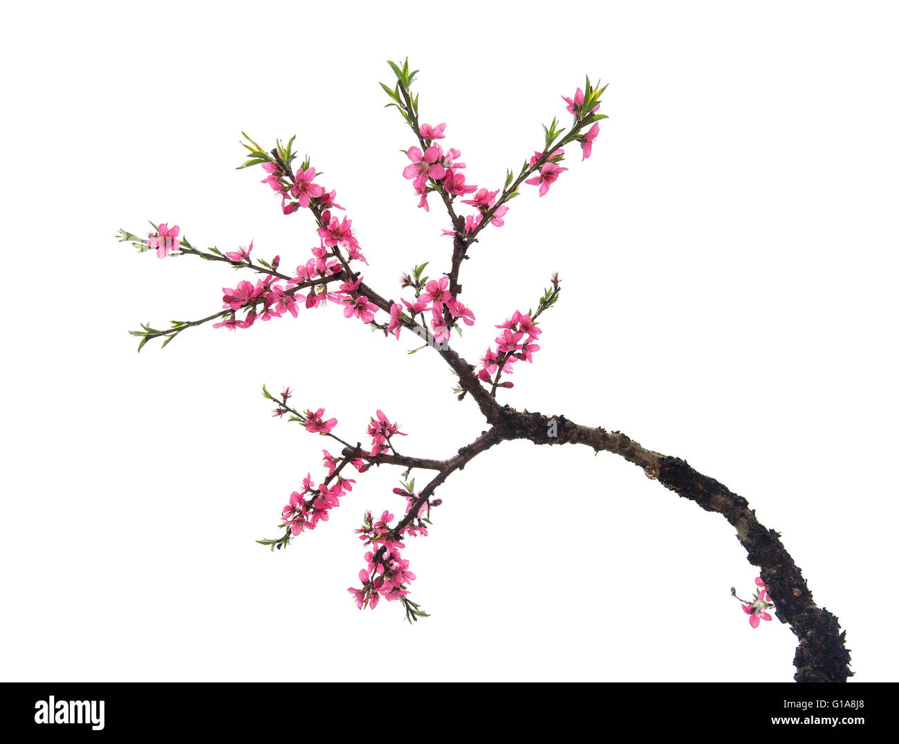pink blossoms Stock Photo