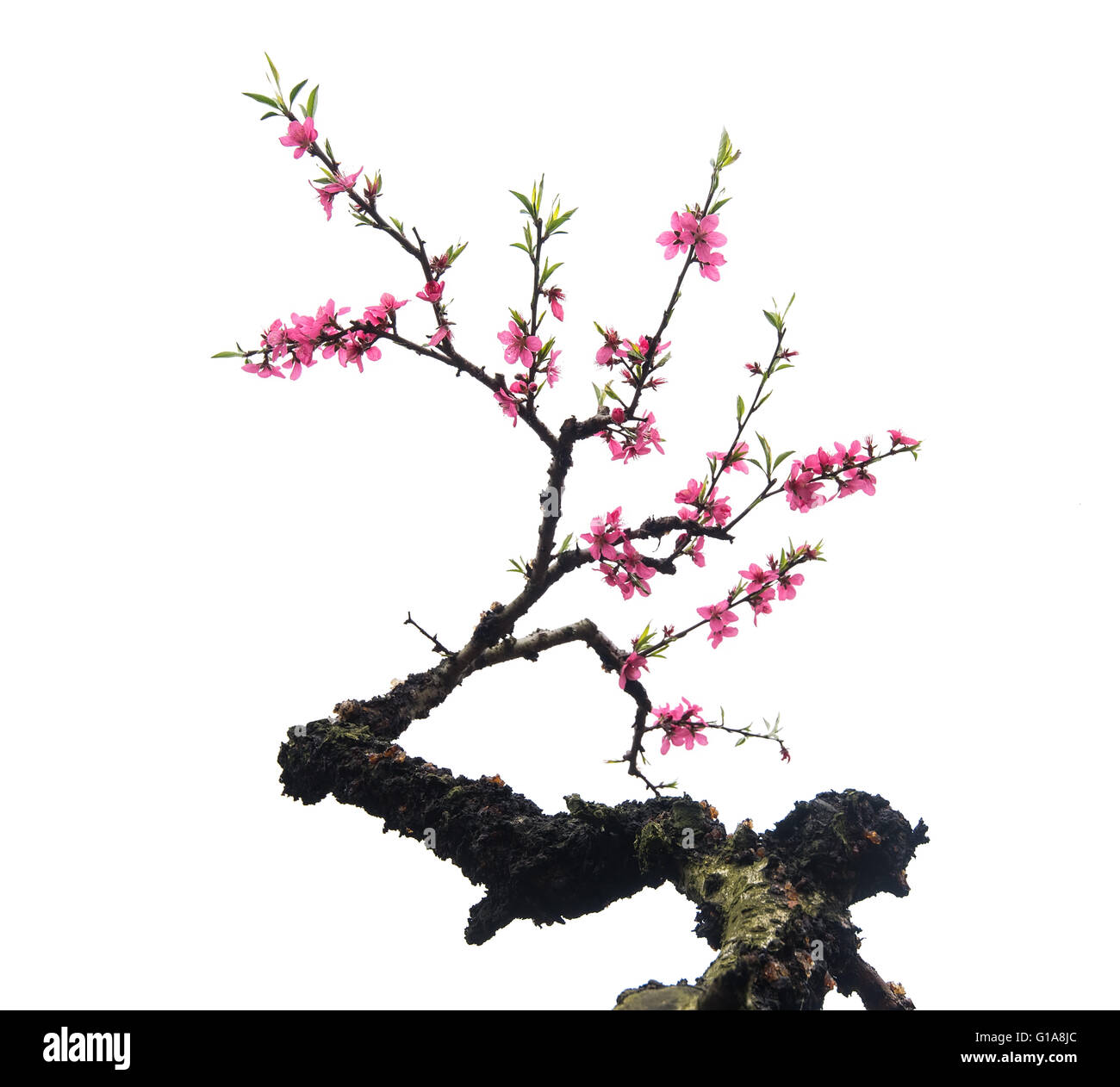 pink blossoms Stock Photo