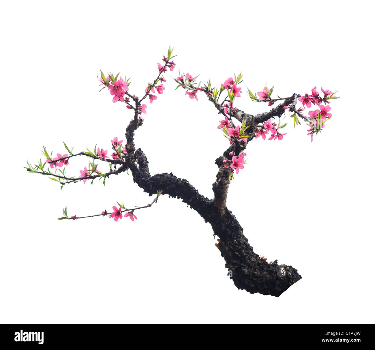 pink blossoms Stock Photo
